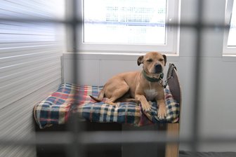 Niemand will Jacko: Warum gefährliche Hunde jahrelang in einem Zwickauer Tierheim bleiben - Jacko lebt seit drei Jahren im Tierheim Vielauer Wald. Er ist als gefährlich eingestuft.