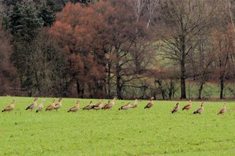 Nilgänse im Vogtland: Afrikanischer Gast breitet sich aus - Nilgänse sind im Winter in größeren Trupps unterwegs, hier ein Foto aus der Nähe von Zobes.