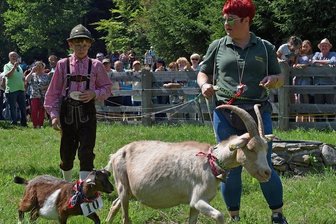 Nix zu meckern: Kleiner Steffen ist der schönste Ziegenbock im Erzgebirge - In Steinbach ist das 20. Ziegentreffen des Erzgebirges über die Wiese an der Raststätte Wildbach gegangen. Hier kommt links Böckchen Steffen zur Vorstellungsrunde. Es wird von Sandra Uhlig geführt. 