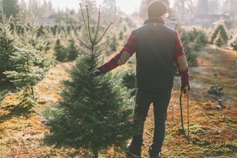 Noch keinen Weihnachtsbaum? Wo man im Vogtland selbst zur Säge greifen kann - Am dritten Adventswochenende können rund um Auerbach Weihnachtsbäume selbst geschlagen werden.