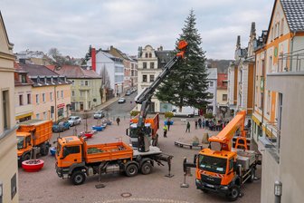 Nordmanntanne ziert den Teichplatz: So sieht der Weihnachtsbaum von Meerane aus - Die Nordmanntanne trifft am Freitagvormittag auf dem Teichplatz in Meerane ein.