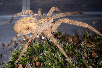 Nosferatu-Spinne auch in Sachsen zu Hause - Für die Nosferatu-Spinne gibt es inzwischen auch in Sachsen mehrere Sichtungen. (Archivbild)