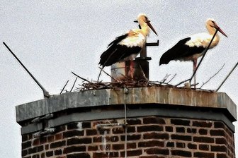 Not im Nest: Störchen zwischen Freiberg und Wiederau fehlt das Futter - Ende August waren für einige Tage nochmals zwei Störche auf dem Schornstein an der Grundschule in Hainichen zu beobachten. Inzwischen sind auch sie schon wieder gen Süden geflogen. 