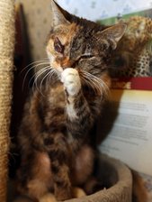 Katze