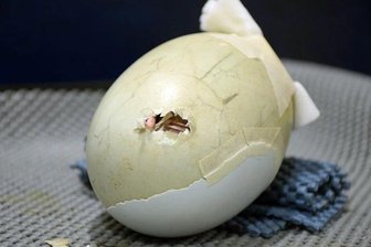 Notpflaster auf Ei rettet seltenes Kiwi-Küken -