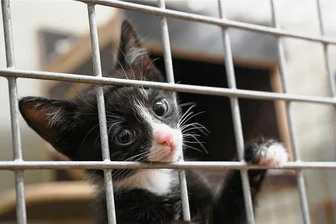 Notruf aus Sachsens Tierheimen: Vermehrter Aufnahmestopp - Herbie hat es gerade noch so ins Tierheim Chemnitz geschafft. Der kleine Kater ist einer der Letzten, die aufgenommen werden konnten.