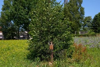 Nützliche Blütenpracht auf dem Badberg - Links im Bild die mehrjährige, rechts die einjährige Blühfläche und in der Mitte eine Nisthilfe für Wildbienen.