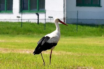 Nur auf der Durchreise: Storch geht in Hainichen auf Futtersuche - Der Storch kehrt in Hainichen ein.