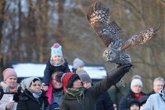 Nur noch zwei Mal in diesem Winter: „Nacht der Eulen“ in der Plauener Falknerei - Falknerei-Mitarbeiterin Silke Baderschneider lässt Bartkauz Berta abheben.