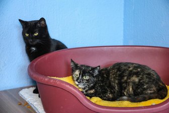 „Nur so kann Katzenelend eingedämmt werden“: Warum eine Stadt im Erzgebirge Kastration der Tiere zur Pflicht macht - Katzen im Tierheim Bockau.