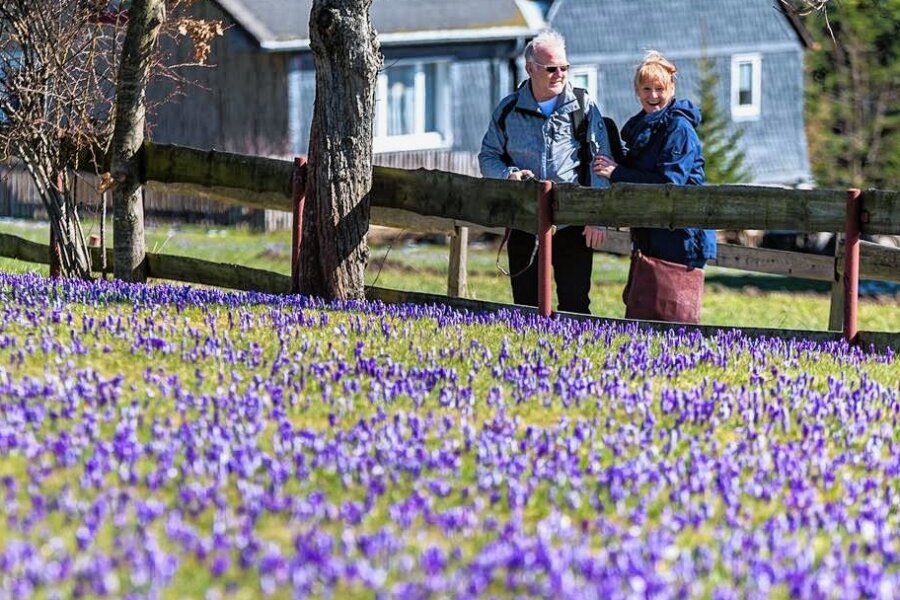 Nur zwei Tage Zeit: Was Besucher der Krokuswiesen in Drebach beachten sollten - Ein Blütenteppich in der Ortsmitte. 