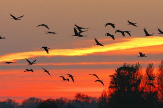 Ob Kraniche, Rotdrosseln oder Bergfinken: An Sachsens Himmel gibt es mehr als Krähen zu beobachten - Kraniche auf ihrem Zug nach Süden lassen sich jetzt auch in Mittel- und Westsachsen entdecken.