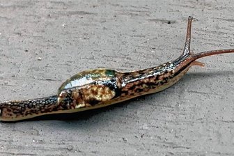 Obdachlos: Eine bislang unbekannte Art von Halbnacktschnecke in Brunei wirft Fragen auf - Wirklich nackt?
