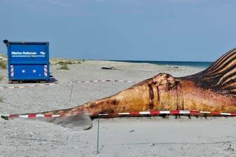 Obduktion von Buckelwal beginnt: Kadaver wird aufgeschnitten - Der tote Wal und ein Container am Strand der Insel Anholt.