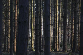 Oberes Vogtland: Räte reden über Wald und Geld - Mit fast 600 Hektar ist Adorf nach Plauen zweitgrößter kommunaler Waldbesitzer im Kreis.