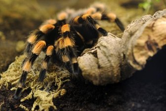 Oberlungwitz: Gifttiere in Plattenbauwohnung - Artenschützer fordern Regelung -