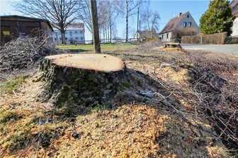 Oberwiera kappt Pappeln: Anwohner sprechen von "traurigem Anblick" - So sieht es an der Straße der Freundschaft in Oberwiera aus. 