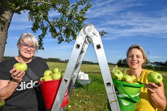 Obst am Straßenrand lockt von Rochlitz bis Frankenberg: Wo darf man zugreifen? - Auf einer Wiese in Gersdorf bei Hainichen haben Doreen Schwiertz (l.) und Bettina Hännig am Freitag (mit Erlaubnis) viele Äpfel geerntet.