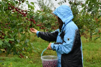 Obst und Blumen in Hülle und Fülle: Felder in Hainichen und Seelitz laden zum Selbstpflücken ein - Auf dem Gröblitzer Feld vom Obstgut Seelitz pflückt Steffi Wetzel die reifen Sauerkirschen. In zwei Wochen kommt sie wieder - dann zur Aprikosen-Ernte.