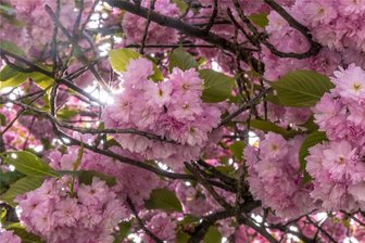 Obstbäume rund um Rochlitz: Initiative stellt Kirschen, Äpfel und Co. bereit - Erst Blüte, dann Kirsche: Eine Initiative unterstützt beim Pflanzen von Obstbäumen.