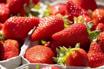 Obstbauern erwarten gute Erdbeersaison - Sachsens Obstbauern rechnen mit einer guten Erdbeerernte.