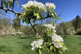Obstbauern im Vogtland hoffen auf reiche Ernte - mit diesen Tipps vom Experten klappt es - In Streuobstwiesen und Gärten stehen die Obstbäume in voller Blüte. Doch gibt es auch ein gutes Erntejahr?