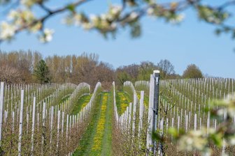 Obstbauern wollen Blüte bei Leisnig vor Frost schützen: Landratsamt prüft Rauchentwicklung - Auf Plantagen bei Dürrweitzschen wurden zum Frostschutz Holzpellets verbrannt.