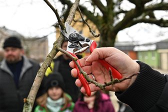 Obstbaumschnitt: Expertin gibt Tipps in der Nähe von Rochlitz - Wie schneidet man einen Obstbaum richtig? Am Samstag wird es erklärt.