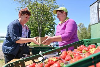 Obstgut Seelitz verkauft erste Erdbeeren – und erwartet massive Ausfälle bei Äpfeln - Auf den Erdbeerfeldern der Obstgut Genossenschaft Seelitz werden die ersten Erdbeeren geerntet. Am Feld bei Spernsdorf verkauft Mitarbeiterin Sabine Träger (rechts) die süßen Früchte.