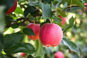 Obstschwemme in Sachsen: So verhindern Sie, dass die Äste brechen - In diesem Sommer ist bei den meisten Obstsorten eine reiche Ernte zu erwarten.