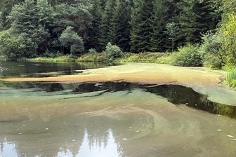 Ölfilm auf Hüttenbachteich in Zwota? Das steckt dahinter - Sieht aus wie Öl, ist aber keins.