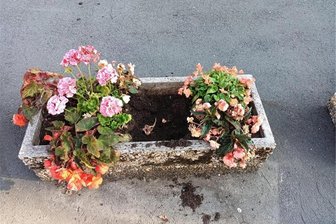 Oelsnitz: Belohnung für Hinweise auf Pflanzendiebe bleibt liegen - Aus mehreren Pflanzkübeln in Oelsnitz haben Unbekannte Pflanzen herausgerissen und Beschädigungen verursacht.