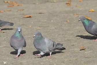 Oelsnitz geht gegen verbotene Taubenfütterung vor - Tauben haben sich am Oelsnitzer Markt zum Ärger von Anwohnern vermehrt.