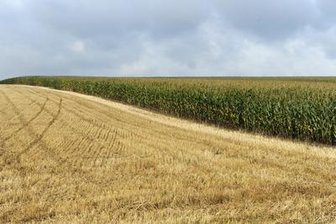 Oelsnitz/V.: Segelflugzeug landet im Maisfeld -