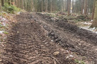 Oelsnitz: Warum Sachsenforst Baum-Rückung abbricht - Der Wanderweg E3 bei Oelsnitz wurde durch die Holztransporte stark in Mitleidenschaft gezogen.