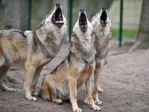Offenbar Wolf im Vogtland gesichtet -