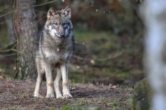 Offenbar Wolfsriss nahe Wohnhaus - totes Reh gefunden -