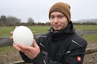 Ohne Hammer und Bohrer kein Omelette: Zu Ostern haben Eier vom Straußenhof in Westsachsen Hochsaison - Ein XXL-Ei vom Straußenhof Ochsenkopp zeigt Roy Oesterreich. Das Ei zu öffnen, ist allerdings nicht ganz ohne.
