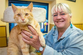 Olbernhau: Retter erhalten besondere Auszeichnung - Ein junger rotgetigerter Fundkater wartet im Haus von Angelika Reimann auf seine Vermittlung. Daneben sucht noch eine weitere Katze ein neues Zuhause. Beide Tiere sind sehr anhänglich und bereits kastriert.