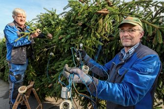 Olbernhauer Baum wird illuminiert -
