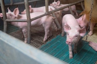 Opa und Enkel fliegen mit Diebstahl in Hainichen auf - Derartige Spaltenböden, wie sie in Schweineställen verwendet werden, haben zwei Mittelsachsen von einem Landwirtschaftsbetrieb gestohlen.