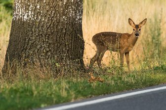 Opel überschlägt sich bei Lichtenstein, als Fahrer einem Reh ausweicht - Wegen eines Rehs kam es auf der S 256 zu einem Unfall.