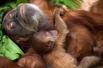 Orang-Utan-Junge Dalai wird der Öffentlichkeit vorgestellt (mit Video) -