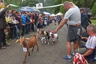Originelles Treffen: Wo im Erzgebirge Meckern ausdrücklich erwünscht ist - In Steinbach steigt das 22. Ziegentreffen. Ein Programmpunkt ist der Wettlauf der Vierbeiner. Im Vorjahr verfolgten Hunderte Zuschauer die Gaudi.