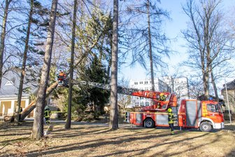 Orkantief "Zeynep": Sturm zieht mit bis zu 116 Kilometern pro Stunde über Sachsen - Auf dem Gelände des sächsischen Landesamtes für Umwelt, Landschaft und Geologie in der Wiesenstraße in Zwönitz, kippte ein Baum in einen weiteren Baum und verkeilte sich.