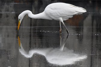 Ornithologe begeistert: Seltene Silberreiher in Limbach-Oberfrohna gesichtet - ARCHIV - 01.02.2018, Brandenburg, Peitz: Ein Silberreiher schreitet durch das Wasser. (zu dpa "WILD-Bericht: Silberreiher breiten sich in Deutschland aus") Foto: Patrick Pleul/dpa-Zentralbild/dpa +++ dpa-Bildfunk +++