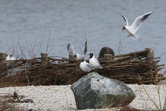 Ornithologe enttäuscht: Lachmöwen brüten nicht - Anfang des Jahres hatten sich Lachmöwen am Großen Teich in Limbach-Oberfrohna niedergelassen.