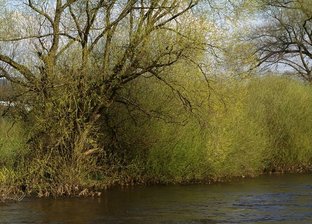 Ortsumgehung reif für die Insel? - 
              <p class="artikelinhalt">Die Insel in der Flöha zwischen Flöha und Falkenau verwildert. Naturschützer wollen nun gerichtlich durchsetzen, dass die Flöhaer Umgehungsstraße nicht durch das Areal gezogen werden darf. </p>
            