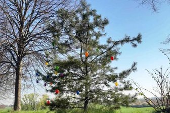 Ostereier zieren Kiefer an der B 93 bei Zwickau -