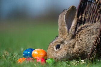 Ostern im Chemnitzer Umland: Zwischen Vogelgezwitscher und Eisenbahnromantik - Der Osterhase ist am langen Osterwochenende in der ganzen Region unterwegs.